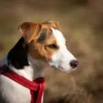 How long do Jack Russell Terriers live? Yes, they live long!