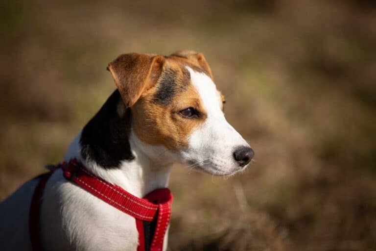 How Long Do Jack Russells Live? 16+ Years Average Lifespan