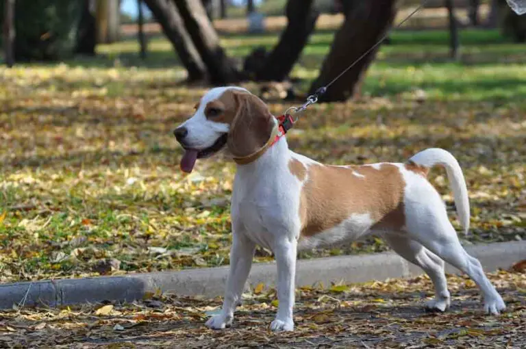 Jack Russell Beagle Mix (Jackabee) – Facts, Pics and More