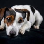 Jack Russell Terriers Breed Info - All you need to Know
