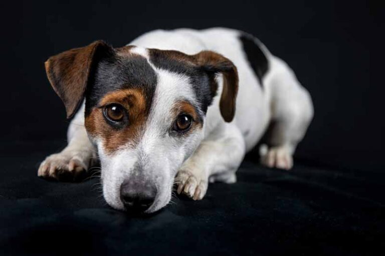 Jack Russell Facts – Interesting Facts About Jack Russell Terriers