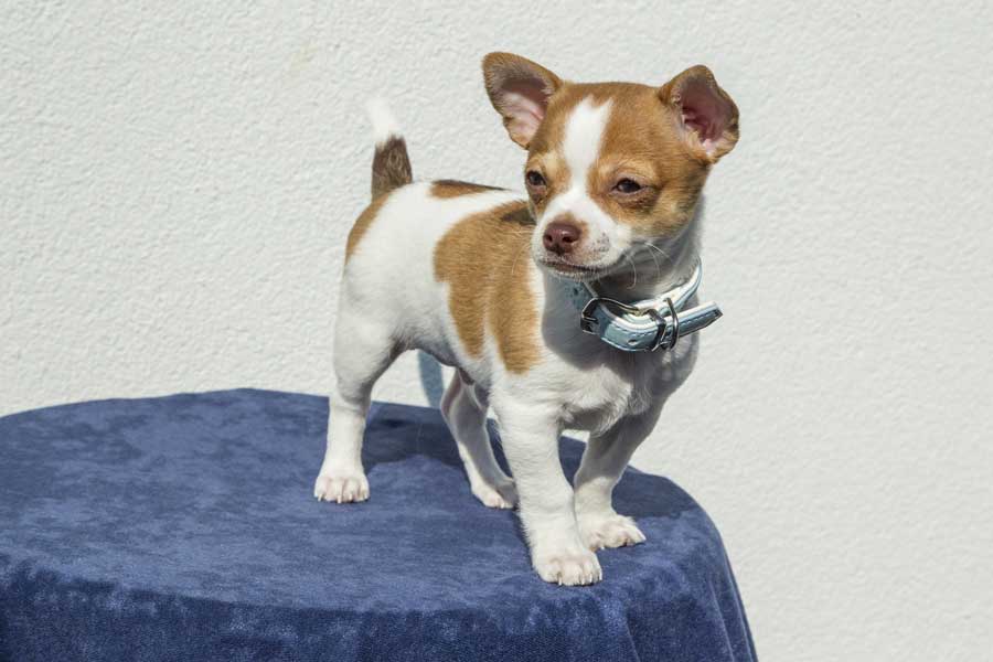Jack Russell and Chihuahua Mix (Jack Chi / Jackahuahua) - Facts and Pics