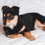 Jack Russell and Rat Terrier Mix (Jack Rat) - Facts, Pics and More