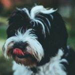 Jack Russell Terrier and Shih Tzu Mix (Jack Tzu) - Facts, Pics and More (jack russell shih tzu mix)