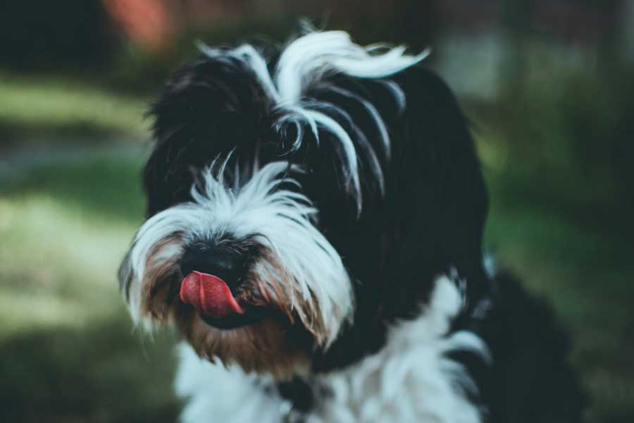 Jack Russell And Shih Tzu Mix (Jack Tzu) - Pros & Cons
