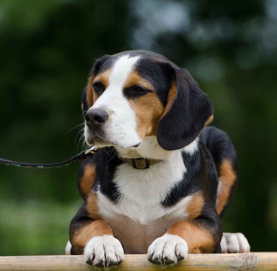 Breed History of Jack Russell Beagle Mix