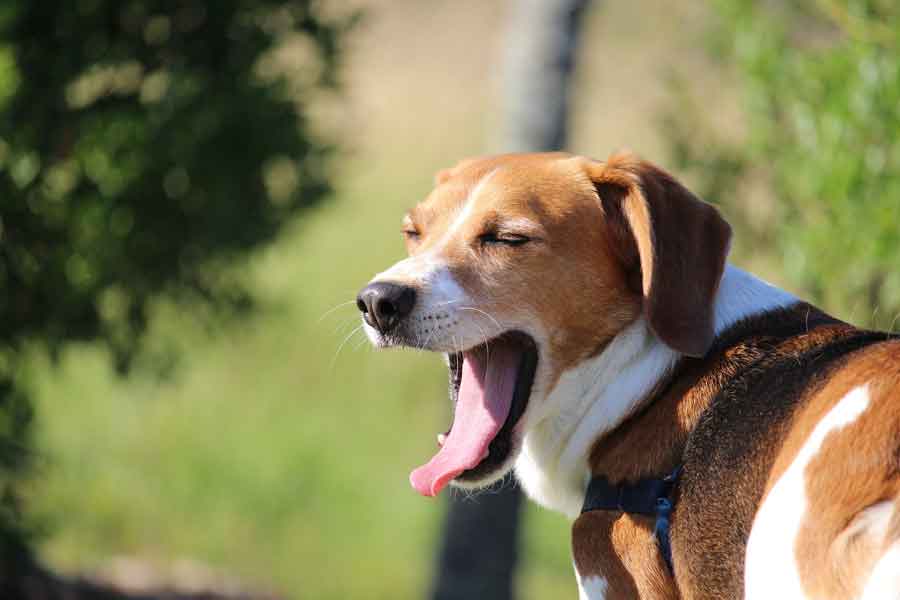 Origin of Jack Russell Beagle Mix - What is a Jackabee?