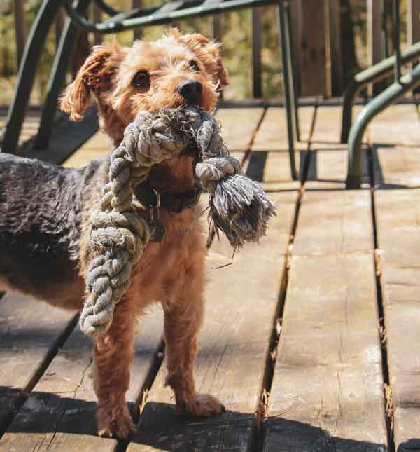 Training Your Jack Russell Yorkie Mix