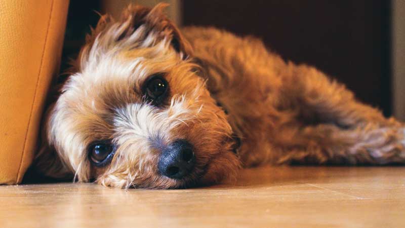 Jack Russell Yorkie Terrier Mix (Jorkie) - Facts, Pics and More