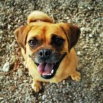 Jack Russell and Pug Mix (Jug) - Facts, Pics and More