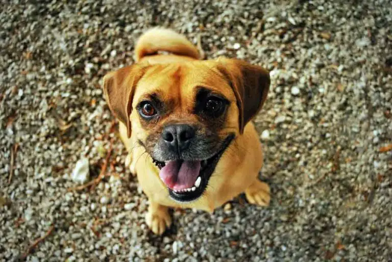 Jack Russell Pug Mix [Jug] Read Before Adopt One!
