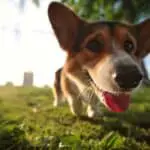 Jack Russell and Corgi Mix (Cojack / Corki) - Facts, Pics and More