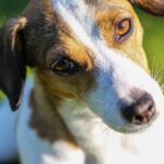 Why Do Jack Russells Shake? Reasons and Curing Guide