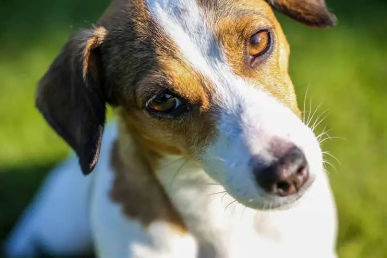 Why Do Jack Russells Shake? Reasons and Curing Guide