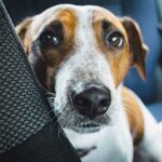 Jack Russell’s Old Age Problems - How to Care Guide