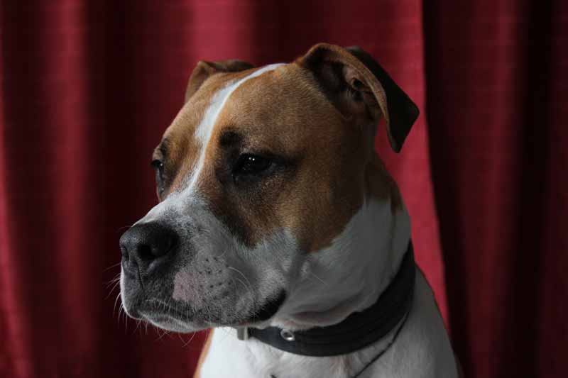 Jack Russell And Pit Bull Mix (Jack Pit) - Is It A Good ...
