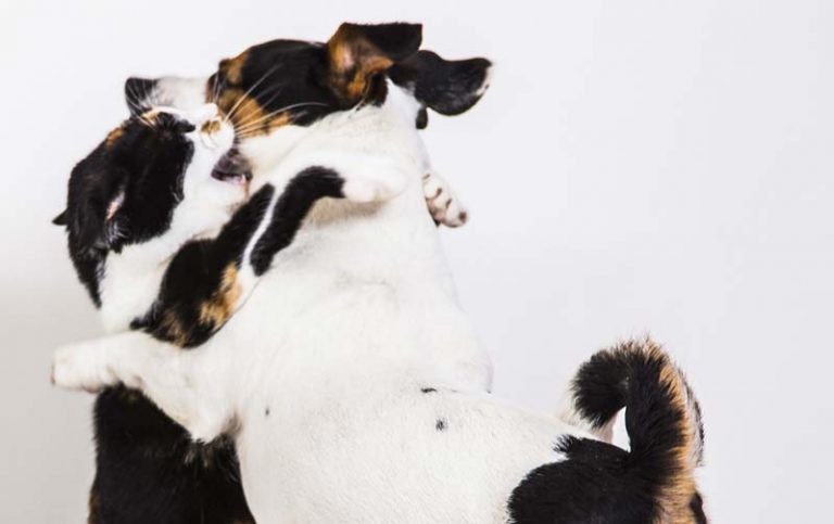 Are Jack Russells Good With Cats? Do They Get Along?