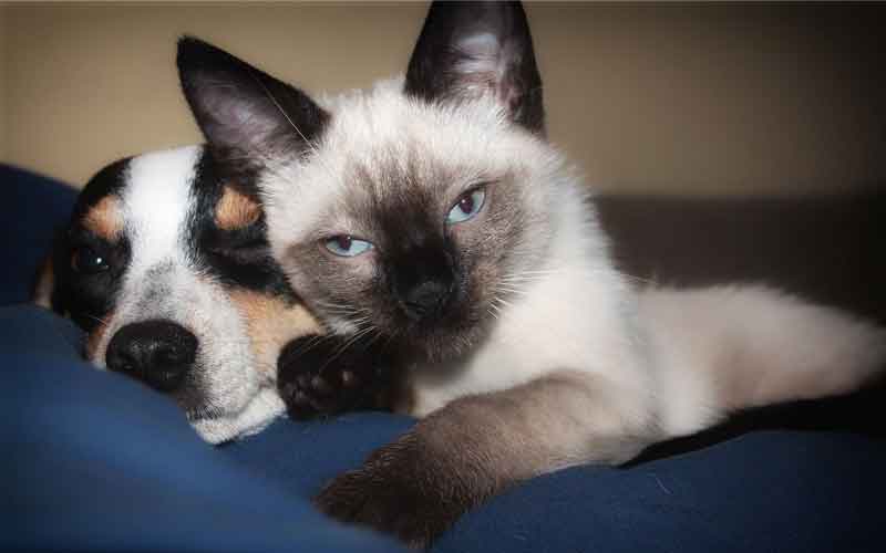 Can a Jack Russell terrier live with a cat?