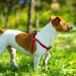 How Big are Jack Russell Terriers?