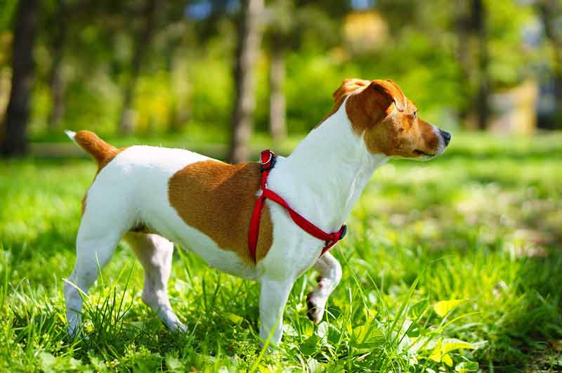 How Big Do Jack Russell Terriers Get? Average Size Of JRTs