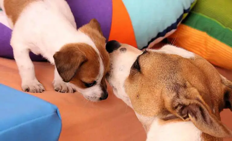 How Many Puppies Do Jack Russells Terriers Have? 5 – 6 Puppies