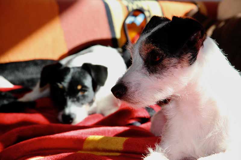 Jack Russell Terriers Breeding Age