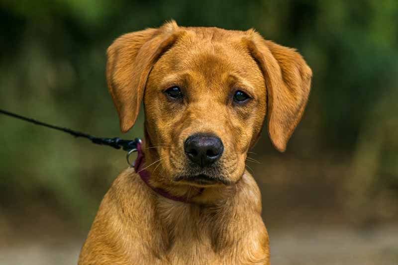 Jack Russell and Labrador Mix (Jackador) - Facts, Pics and More
