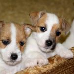 Jack Russell Terriers Litter Size