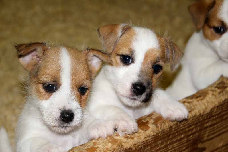 Jack Russell Terriers Litter Size