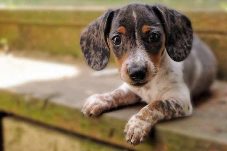 JackShund (Jack Russell and Dachshund Mix) – Facts, Pics and More