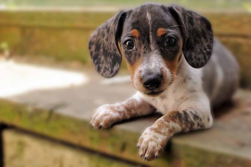 JackShund (Jack Russell and Dachshund Mix) - Facts, Pics and More