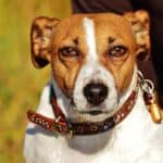 Pros and Cons of Jack Russell Terriers