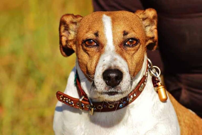 Pros And Cons Of Jack Russell Terriers; Read Before Owning One