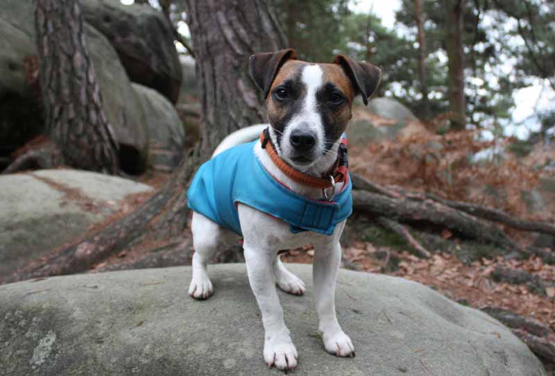 Why do Jack Russells growl to their owners and family members?