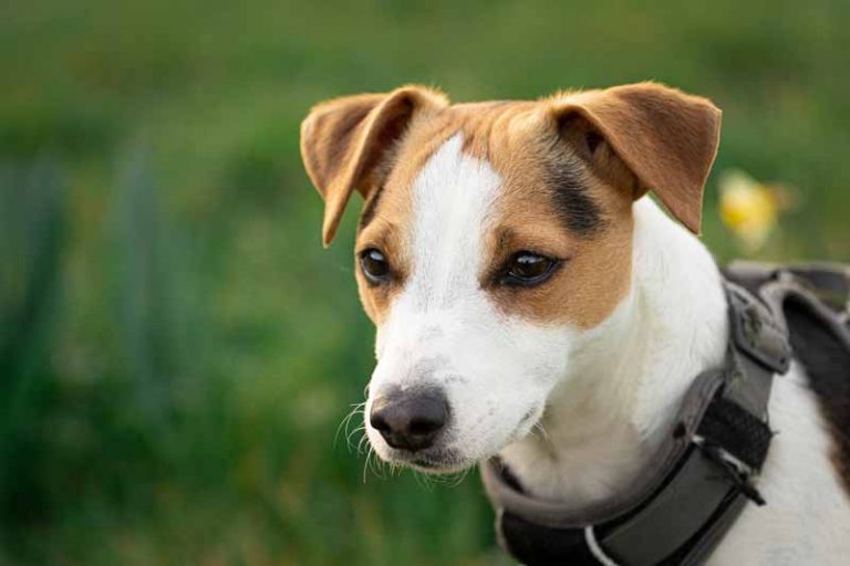 Are Jack Russell Terriers Good Family Dogs? The Reality