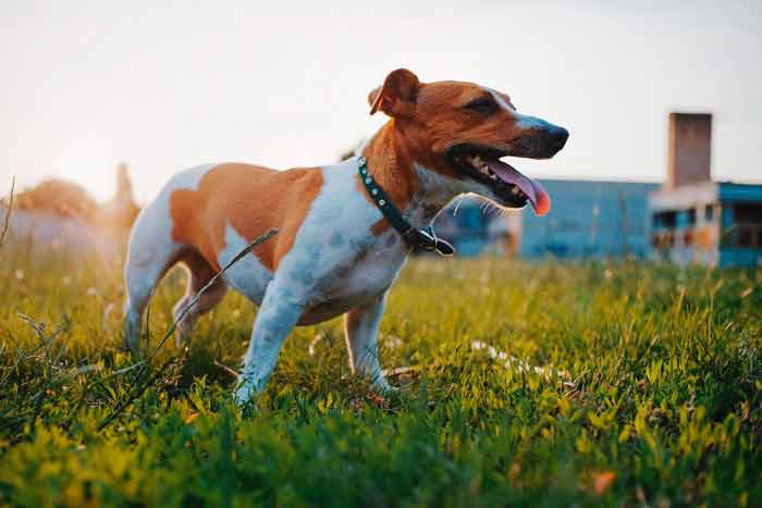 My Jack Russell Terrier’s barking behavior