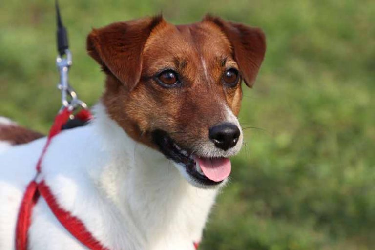 Do Jack Russells Bark a Lot? Stop Barking Easy Tips