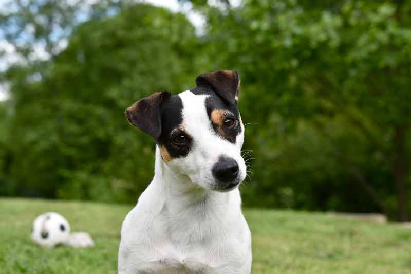 How to Calm a Jack Russell Terrier? A Practical Guide for JRT Owners