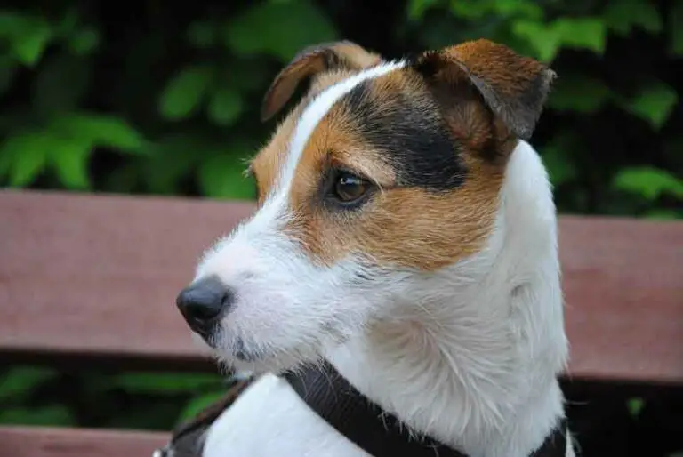 Why do Jack Russells Growl? How to Stop Your JRT’s Growling?
