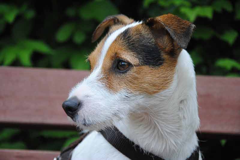 Why do Jack Russells Growl? How to Stop Your JRT’s Growling