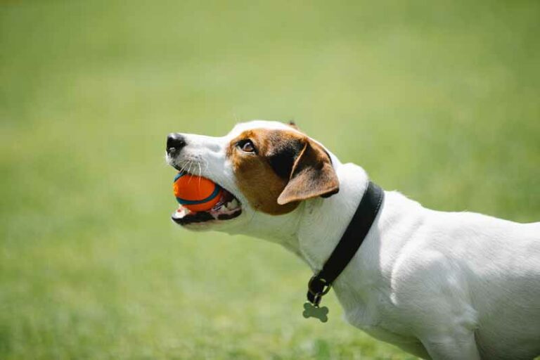 Are Jack Russell Terriers Hard to Train? Tips & Guide