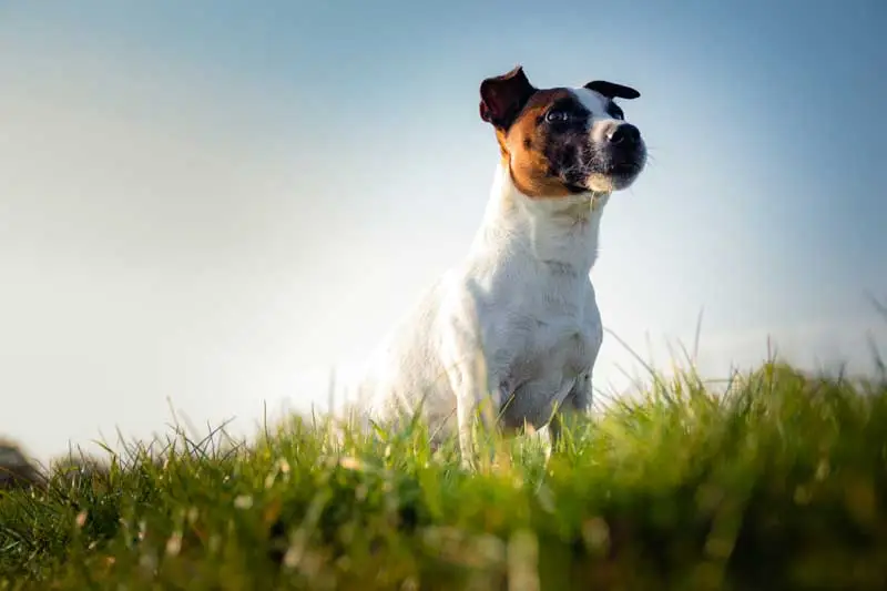 Are Jack Russells Well Behaved? Truth & Guide