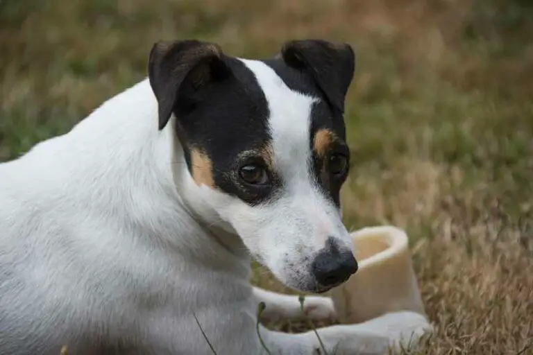 Can Jack Russells Live Outside? – The Truth