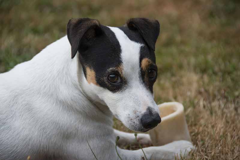 Can Jack Russells Live Outside? - The Truth