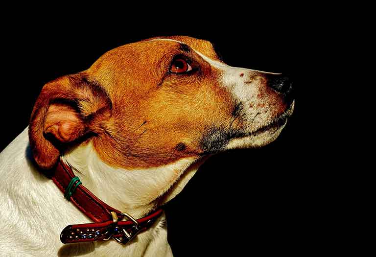 How to stop Jack Russell's Aggression? Complete Guide