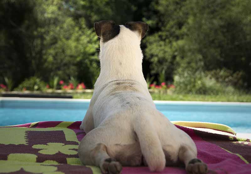 Jack Russells with Tail or Docked Tail – All you need to know
