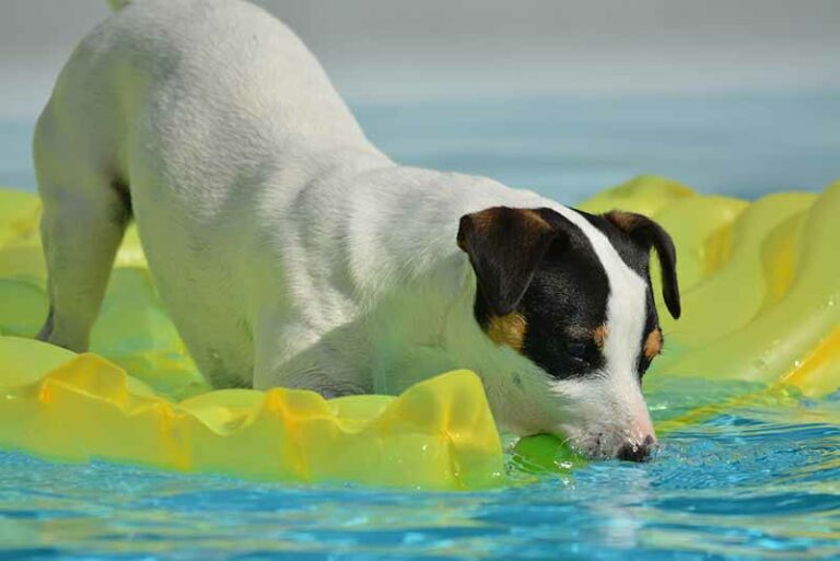 Can Jack Russell Terriers Swim? The Truth and Guide