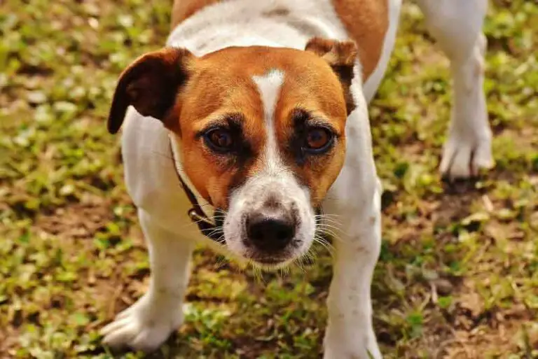 Jack Russell Terrier Personality – Truth And Hints