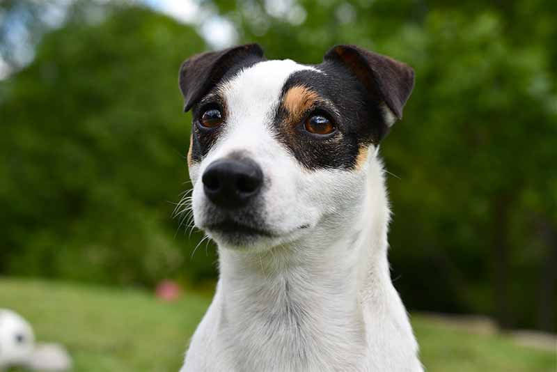 Why is my Jack Russell aggressive towards strangers?
