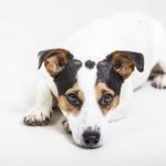 Are Jack Russell Terriers Hunting Dogs? Truth and Hints